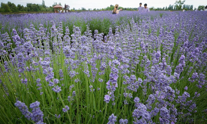 People visit a lavender farm in Richmond, British Columbia, Canada, June 19, 2021.(Photo: Xinhua)
