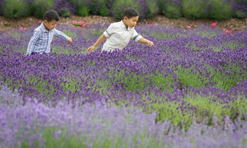 Children play at a lavender farm in Richmond, British Columbia, Canada, June 19, 2021.(Photo: Xinhua)