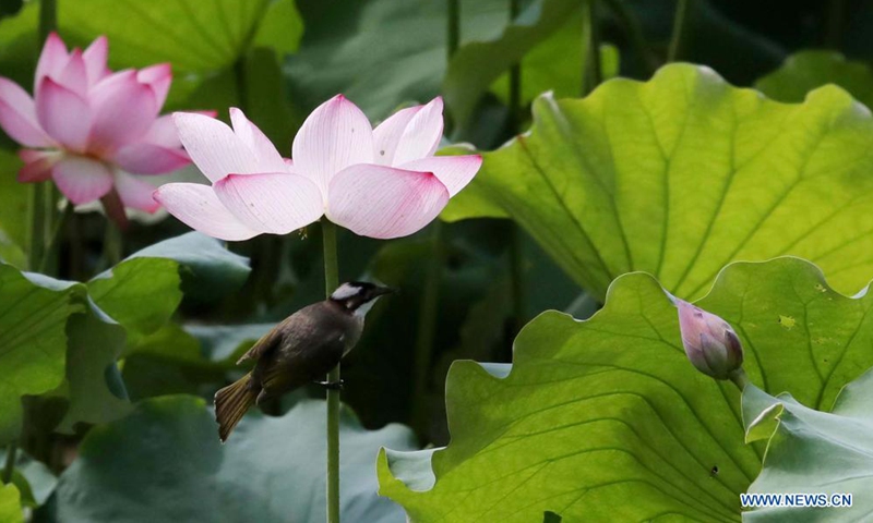 A bird rests at a lotus pond in Humble Administrator's Garden in Suzhou, east China's Jiangsu Province, June 21, 2021. (Photo by Hang Xingwei/Xinhua)