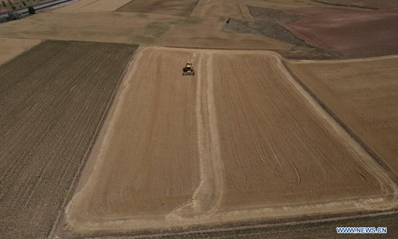 Wheat harvest in Turkey - Global Times