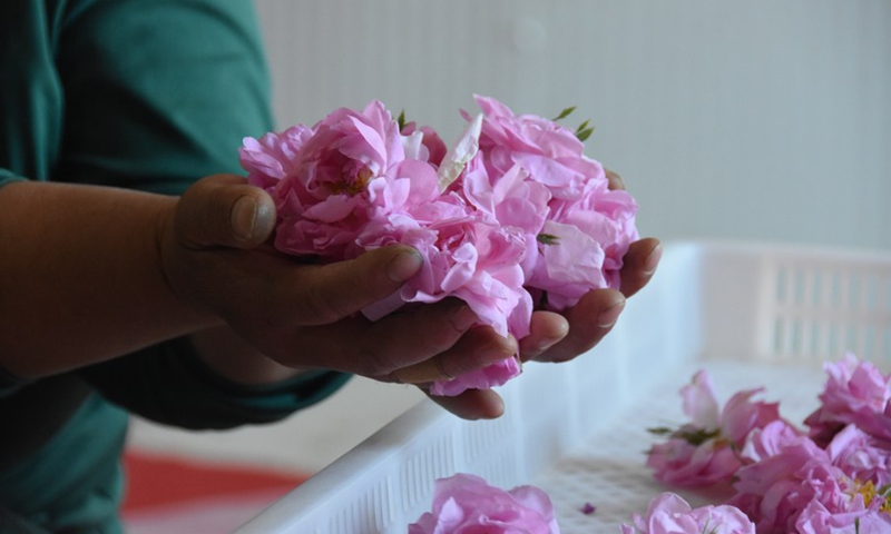 Photo taken on June 13, 2021 shows a worker presenting a selection of roses in Tacheng City, northwest China's Xinjiang Uygur Autonomous Region.(Photo: Xinhua)