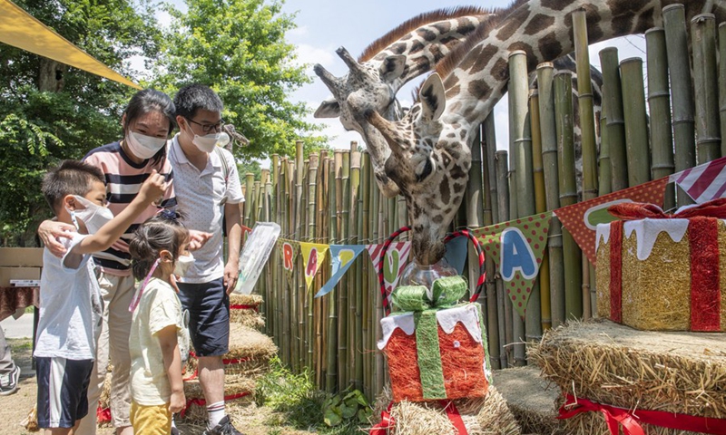 Visitors feed giraffes at Everland theme park in Yongin, South Korea, June 21, 2021.(Photo: Xinhua)