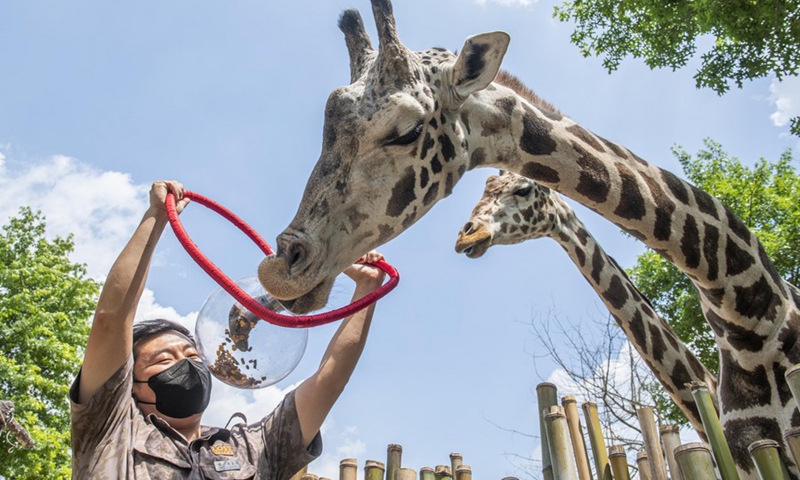 A staff member feeds giraffes at Everland theme park in Yongin, South Korea, June 21, 2021.(Photo: Xinhua)