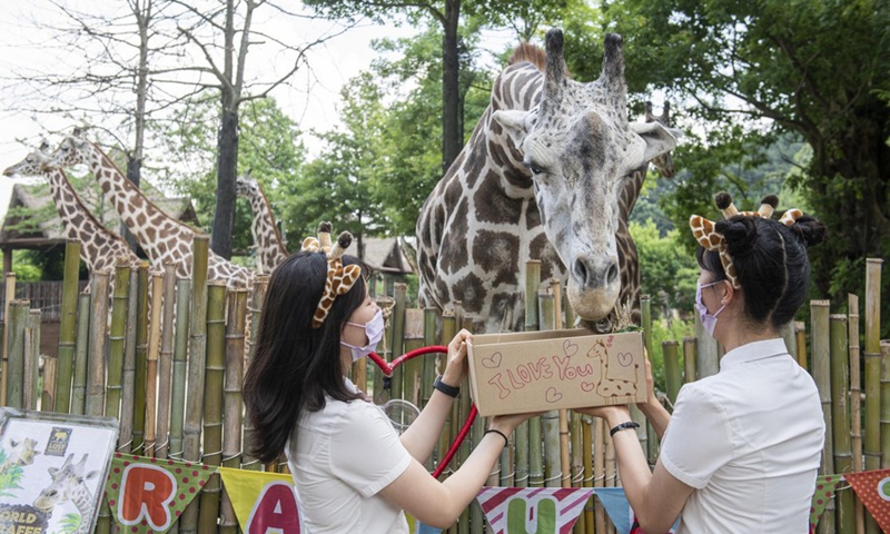 Visitors feed giraffes at Everland theme park in Yongin, South Korea, June 21, 2021.(Photo: Xinhua)