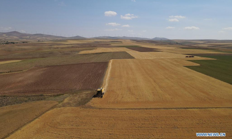 Wheat harvest in Turkey - Global Times
