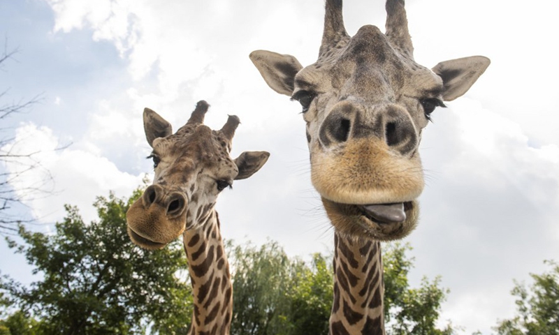Photo taken on June 21, 2021 shows giraffes at Everland theme park in Yongin, South Korea.(Photo: Xinhua)