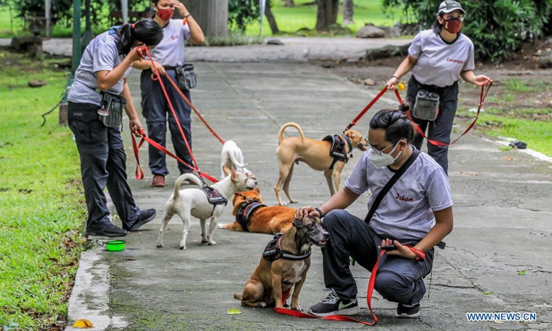 Members of the University of the Philippines (UP) Sagip (Rescue) K9 train their dogs at the UP Campus in Manila, the Philippines on June 23, 2021. The UP Sagip (Rescue) K9 aims to find purpose and care for the saved stray dogs that were left unfed because of the COVID-19 pandemic by undergoing search and rescue training. (Xinhua/Rouelle Umali)
