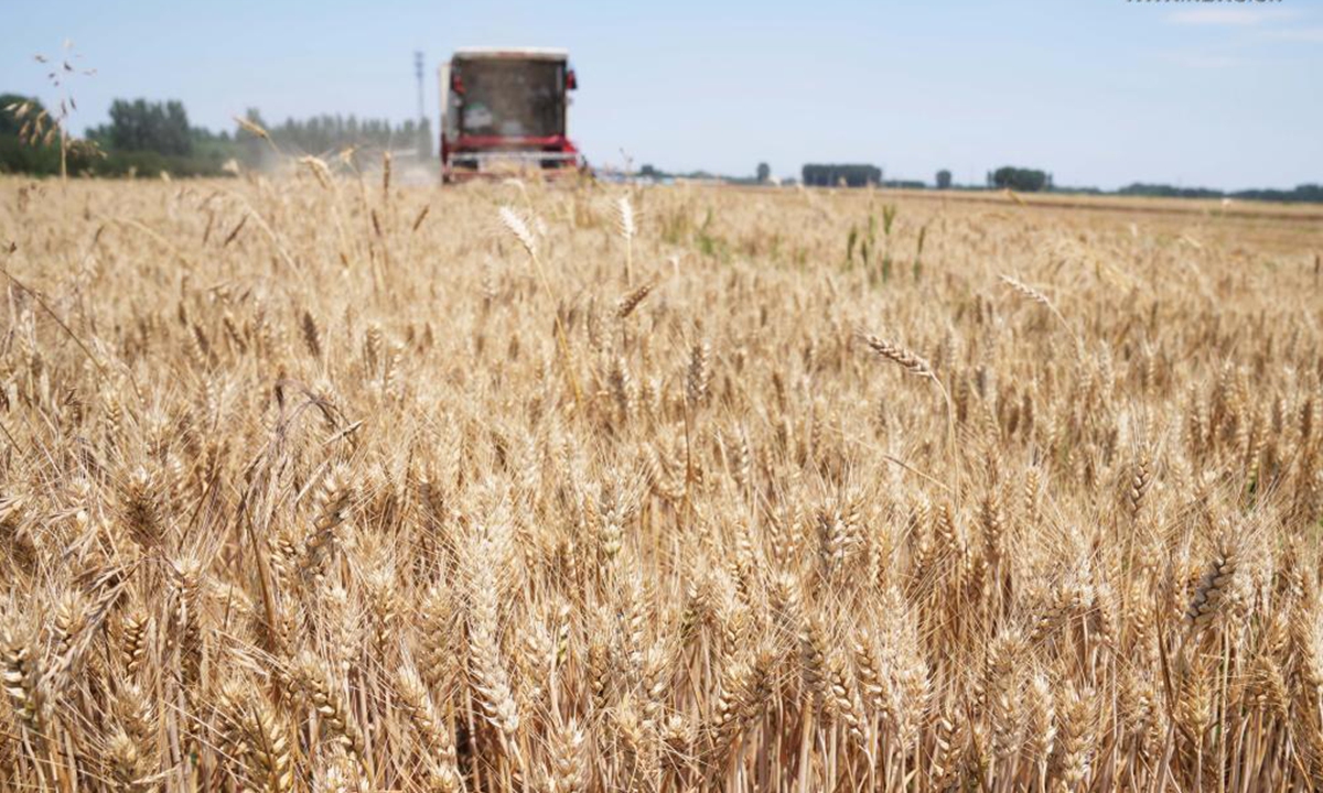 Reapers harvest wheat in the fields of Tancheng County, Linyi City, east China's Shandong Province, June 11, 2021. China reaped another bumper summer harvest in 2021, the country's agriculture minister said Wednesday.(Photo by Zhang Chunlei/Xinhua)