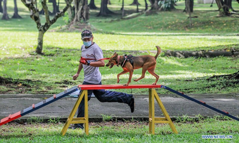 A member of the University of the Philippines (UP) Sagip (Rescue) K9 trains his dog at the UP Campus in Manila, the Philippines on June 23, 2021. The UP Sagip (Rescue) K9 aims to find purpose and care for the saved stray dogs that were left unfed because of the COVID-19 pandemic by undergoing search and rescue training. (Xinhua/Rouelle Umali)