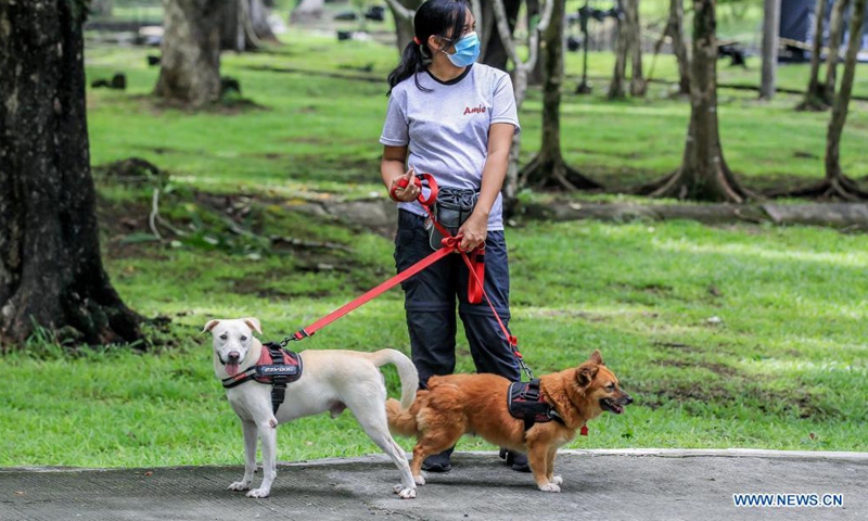A member of the University of the Philippines (UP) Sagip (Rescue) K9 is seen with her dogs at the UP Campus in Manila, the Philippines on June 23, 2021. The UP Sagip (Rescue) K9 aims to find purpose and care for the saved stray dogs that were left unfed because of the COVID-19 pandemic by undergoing search and rescue training. (Xinhua/Rouelle Umali)