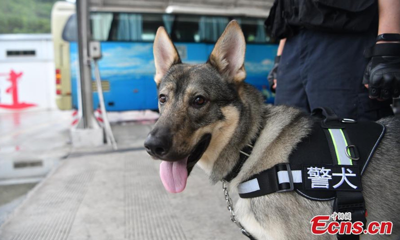 Drug detection dog Jufeng or Hurricane is at work in southwest China's Yunnan Province, June 24, 2021. One-year-old Jufeng officially started work in April. Jufeng assisted the border police of Xishuangbanna in Yunnan in case, seizing opium weighing 56.35 kg.Photo:China News Service