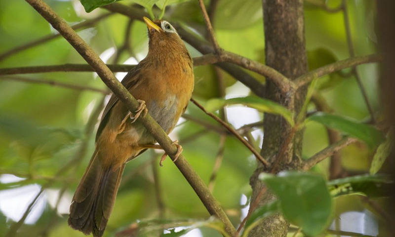 A Chinese Hwamei is seen in the forest of Singapore on Jun 28, 2021.(Photo: Xinhua)