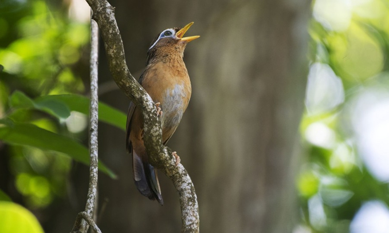 A Chinese Hwamei is seen in the forest of Singapore on Jun 28, 2021.(Photo: Xinhua)