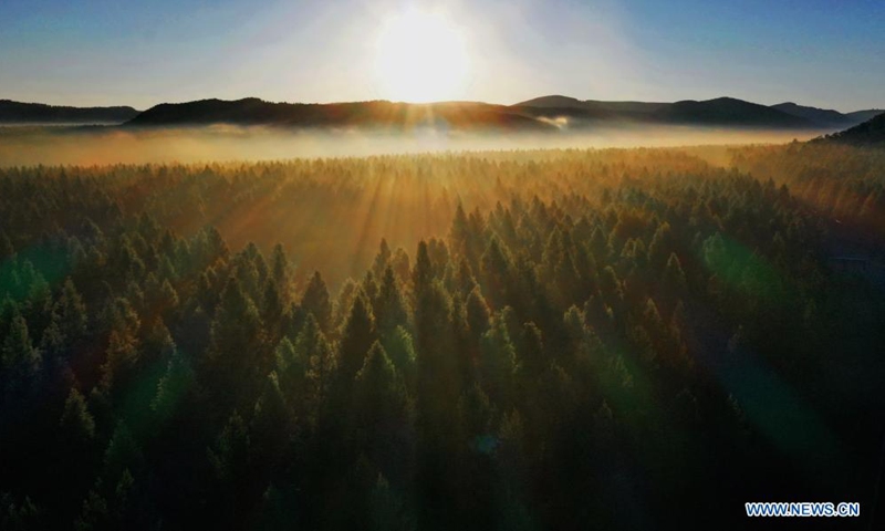 Aerial photo taken on June 27, 2021 shows the scenery in Saihanba National Forest Park in Chengde, north China's Hebei Province.(Photo:Xinhua)