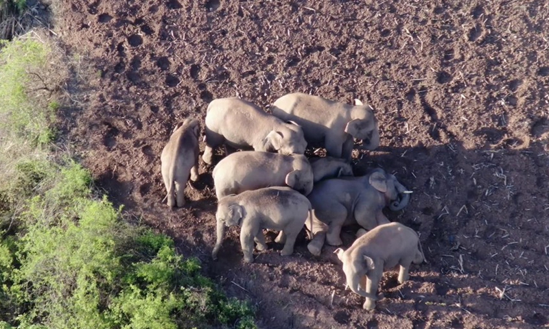 Screen grab from drone video shows the Asian elephants in Eshan County of Yuxi, southwest China's Yunnan Province on June 20, 2021.(Photo: Xinhua)