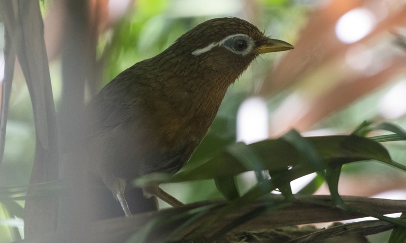 A Chinese Hwamei is seen in the forest of Singapore on Jun 28, 2021.(Photo: Xinhua)