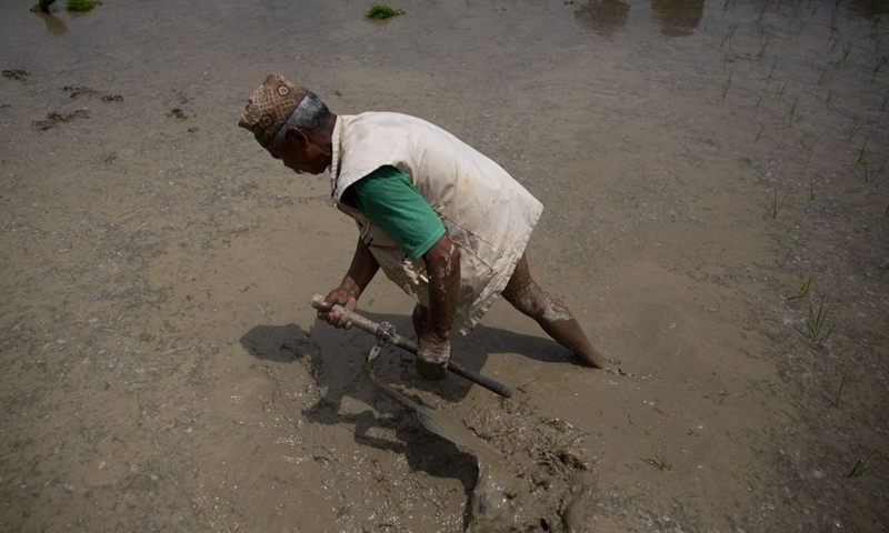 Farmer is seen on a paddy field in Lalitpur, Nepal on June 29, 2021.(Photo: Xinhua)