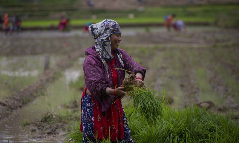 Farmer is seen on a paddy field in Lalitpur, Nepal on June 29, 2021.(Photo: Xinhua)