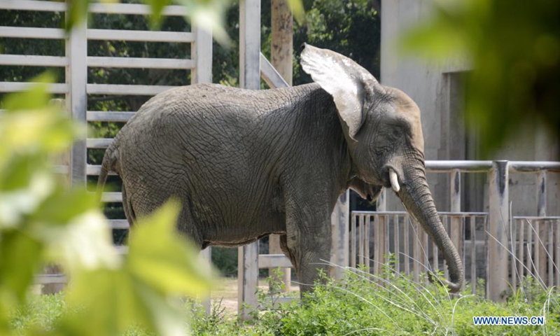 An elephant is seen at Beijing Zoo in Beijing, capital of China, June 28, 2021.(Xinhua)