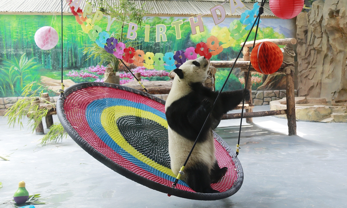 Giant panda Qiguo celebrates its 5th birthday at a specially designed party in Xining, Northwest China's Qinghai Province on Sunday. Photo: IC