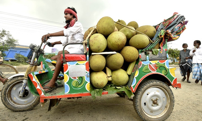 A laborer rides a rickshaw loaded with jackfruits in Gazipur on the outskirts of Dhaka, Bangladesh, on June 27, 2021.(Photo: Xinhua)
