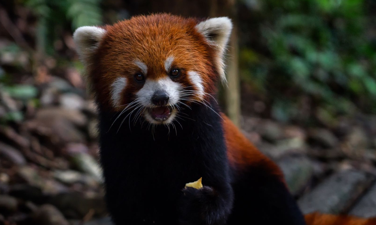 Red panda Photo: VCG 