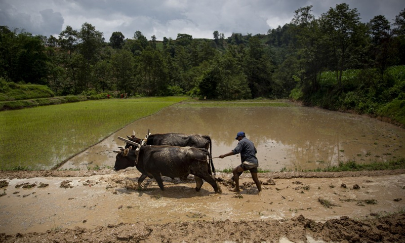 Farmer is seen working at a paddy field in Lalitpur, Nepal on June 29, 2021.(Photo: Xinhua)