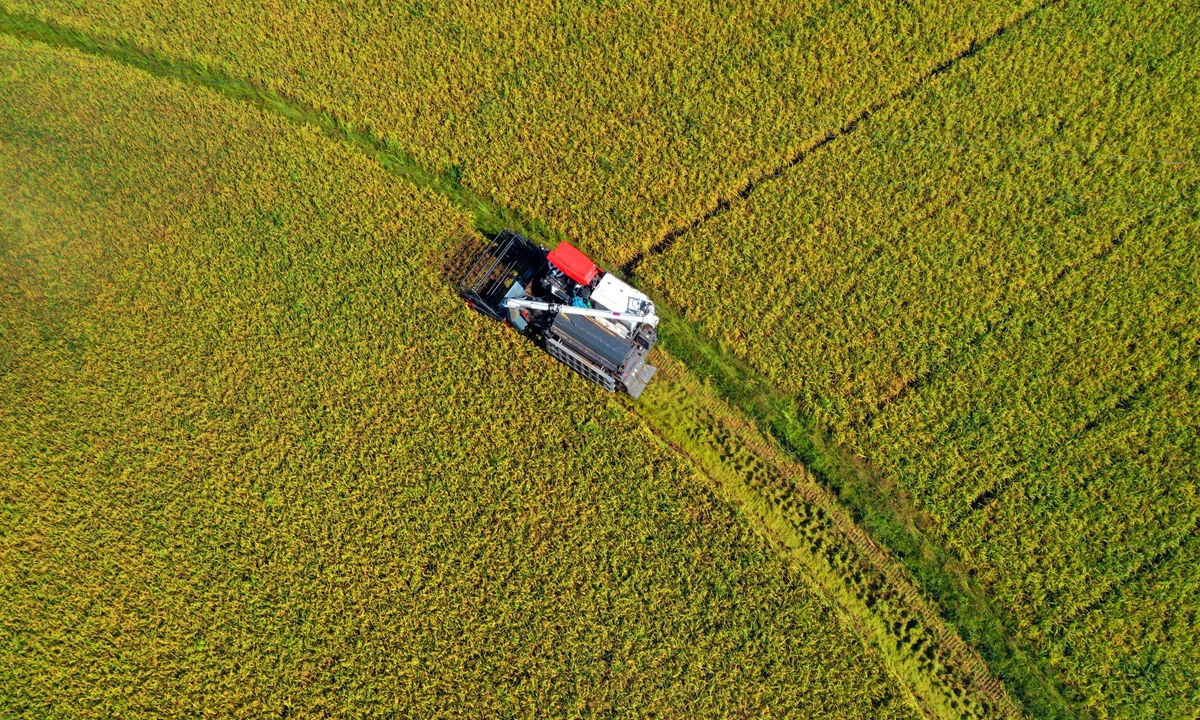 Farmers harvest early rice in Yongfeng, East China's Jiangxi Province on Tuesday. In the heat of the summer rush, farmers are busy harvesting 420,000 mu (28,000 hectares) of mature early rice to ensure that these summer grains are put into silos. China has set a grain harvest goal of 650 million metric tons and has achieved the target for six years in a row. Photo: VCG 