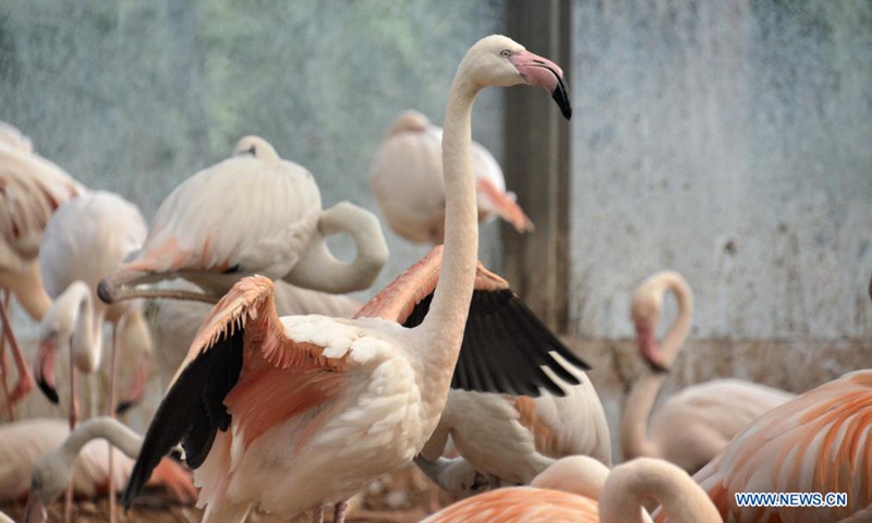 Flamingos are seen at Beijing Zoo in Beijing, capital of China, June 28, 2021.  (Xinhua)