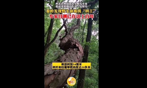 Photo: Screenshot of a video posted by Shaanxi TV
