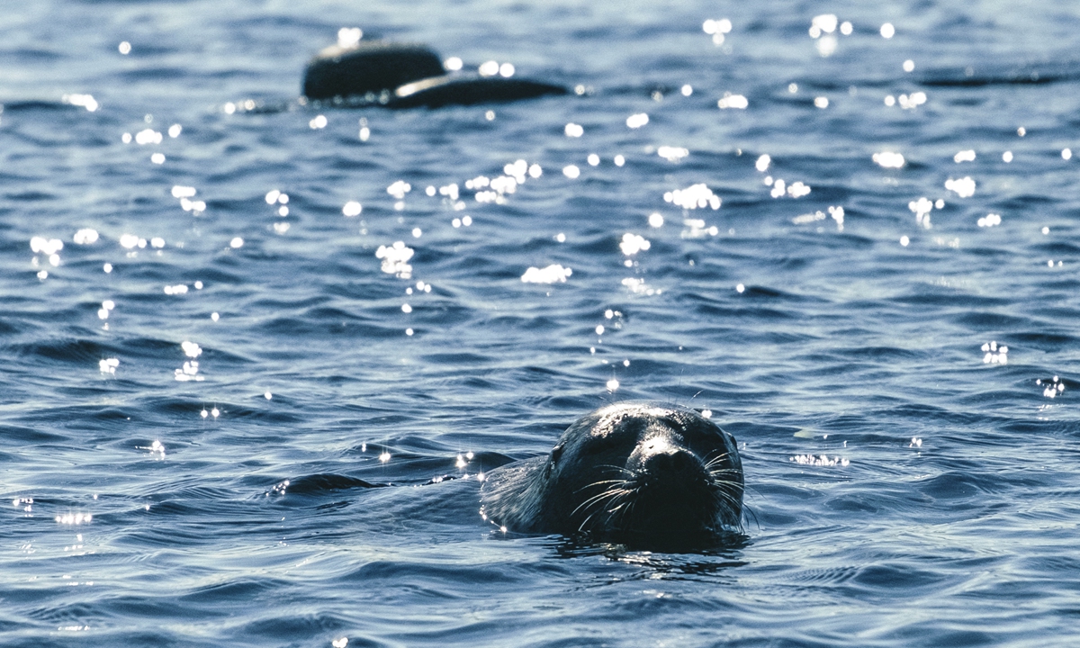 A seal named Eeva looks out of the water of Lake Saimaa in Puumala, Finland, on June 8, 2021. Photo: AFP
