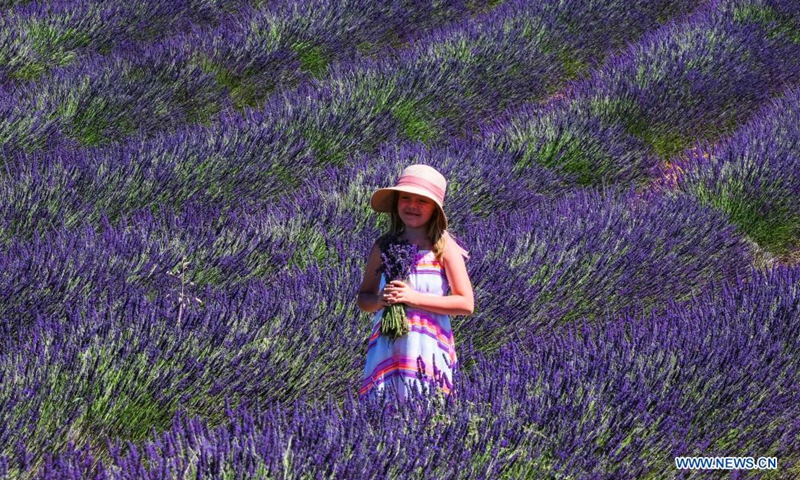 A girl enjoys lavender blossoms on the Valensole plateau in Valensole, southern France, July 1, 2021.Photo:Xinhua