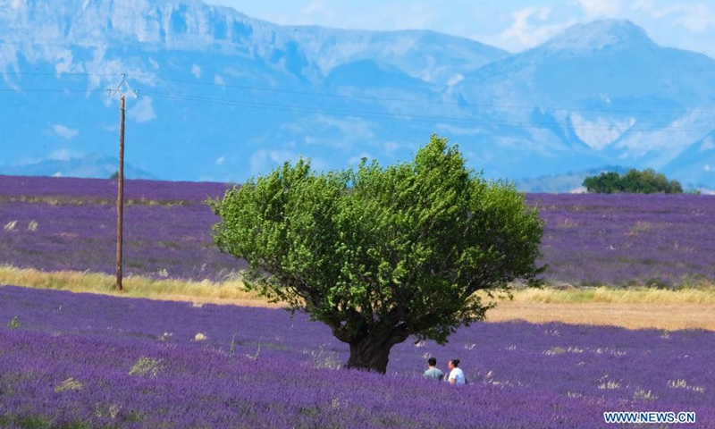 Visitors walk among lavender blossoms on the Valensole plateau in Valensole, southern France, July 1, 2021.Photo:Xinhua