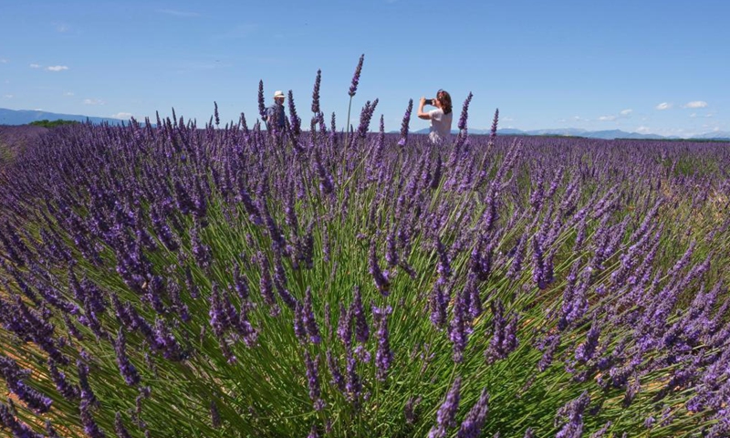 A visitor poses for photos among lavender blossoms on the Valensole plateau in Valensole, southern France, July 1, 2021. Photo:Xinhua
