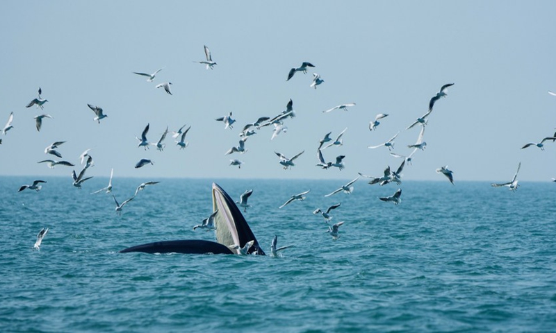 A Bryde's whale forages in waters off Weizhou Island in south China's Guangxi Zhuang Autonomous Region, Jan. 15, 2021. (Photo: Xinhua)