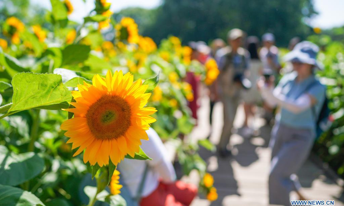 People enjoy sunflowers at the Beijing Olympic Forest Park in Beijing, capital of China, July 4, 2021. (Xinhua/Chen Yehua)