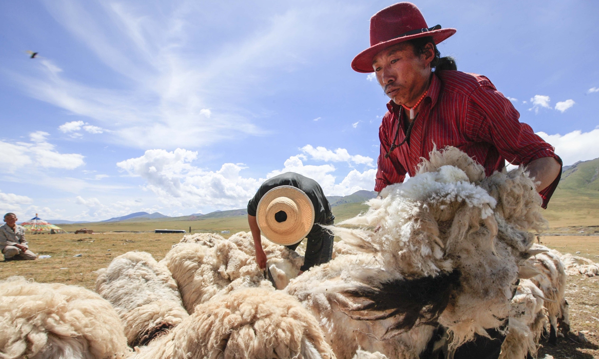 A local ethnic Tibetan herdsman shears sheep in Qinghai Province in 2016. Photo: IC