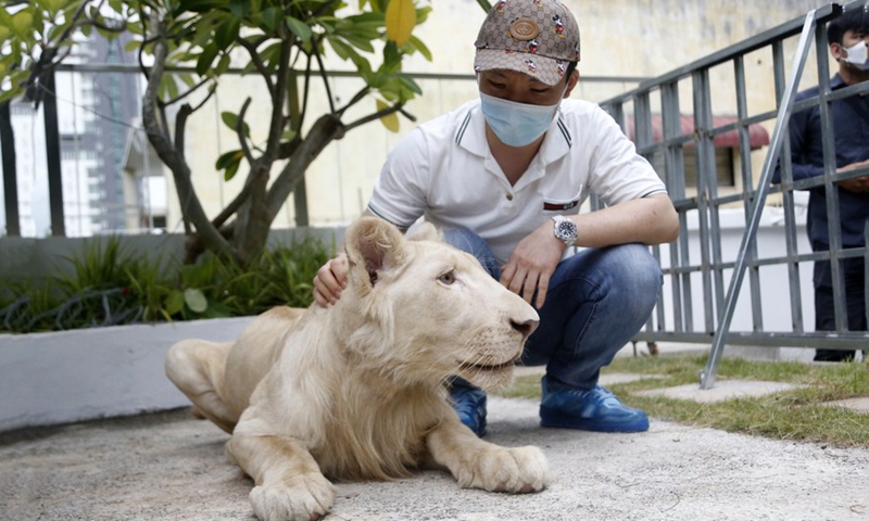 The owner plays with his lion at home in Phnom Penh, Cambodia on July 5, 2021 after taking it back from the Phnom Tamao Wildlife Conservation and Rescue Center.(Photo: Xinhua)