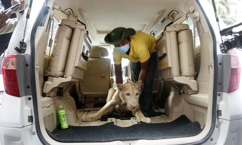 A lion is returned to its owner in Phnom Penh, Cambodia on July 5, 2021.(Photo: Xinhua)