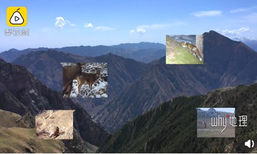 A Chinese national park located in Qilian Mountains has discovered over 70 new species of wild animals for the past ten years. The park listed in the country's key protection project, is now seeing a better ecological recovery. Photo: screenshot of the Pear Video