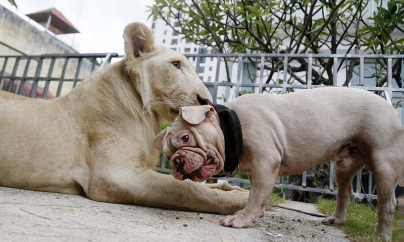The lion plays with a dog at home in Phnom Penh, Cambodia on July 5, 2021.(Photo: Xinhua)