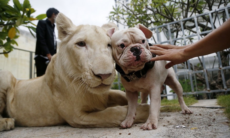 The lion plays with a dog at home in Phnom Penh, Cambodia on July 5, 2021.(Photo: Xinhua)