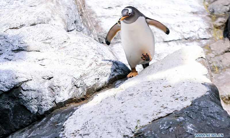 A gentoo penguin walks at the Pairi Daiza zoo in Brugelette, Belgium, July 5, 2021. Pairi Daiza zoo opened its newly-built Penguin House to the public on Monday. Twelve gentoo penguins currently reside at the Penguin House, which covers an area of 850 square meters and is designed with green-energy system to maintain the temperature, light and fresh air. (Photo: Xinhua)
