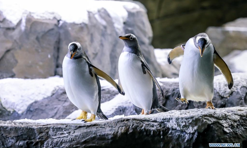 Gentoo penguins play at the Pairi Daiza zoo in Brugelette, Belgium, July 5, 2021. Pairi Daiza zoo opened its newly-built Penguin House to the public on Monday. Twelve gentoo penguins currently reside at the Penguin House, which covers an area of 850 square meters and is designed with green-energy system to maintain the temperature, light and fresh air. (Photo: Xinhua)