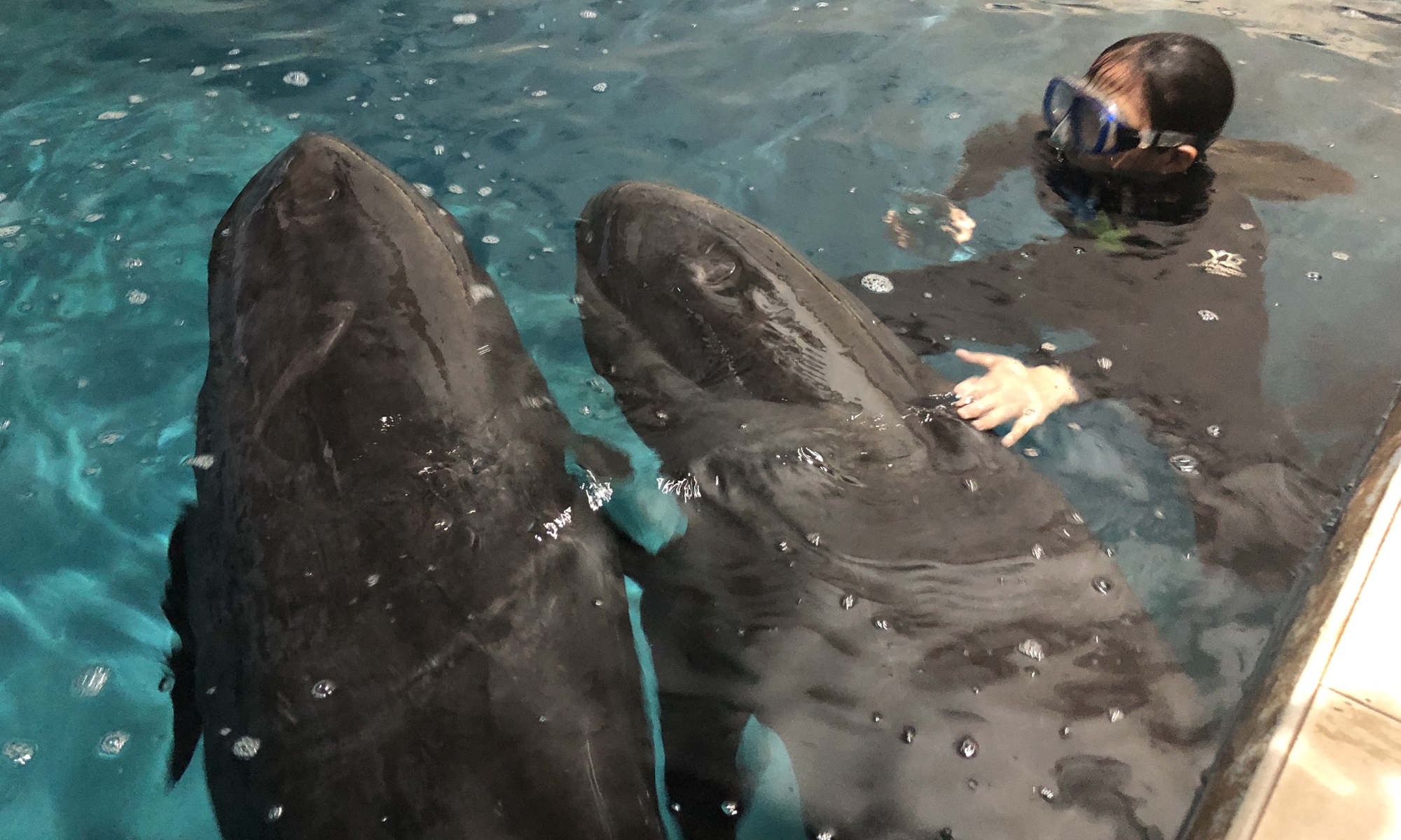 Among the nine rescued whales, two were sent to Taizhou Sea World. Photo: VCG

