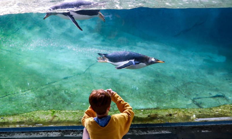 A child takes pictures of gentoo penguins at the Pairi Daiza zoo in Brugelette, Belgium, July 5, 2021. Pairi Daiza zoo opened its newly-built Penguin House to the public on Monday. Twelve gentoo penguins currently reside at the Penguin House, which covers an area of 850 square meters and is designed with green-energy system to maintain the temperature, light and fresh air.(Photo: Xinhua)