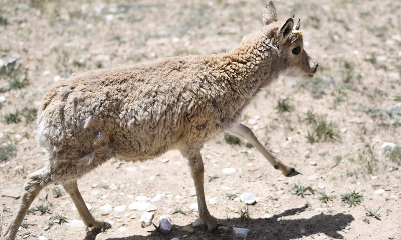 A Tibetan antelope is released into the wild at a wildlife rescue center of the Sonam Dargye Protection Station in Hoh Xil, northwest China's Qinghai Province, July 7, 2021.(Photo: Xinhua)