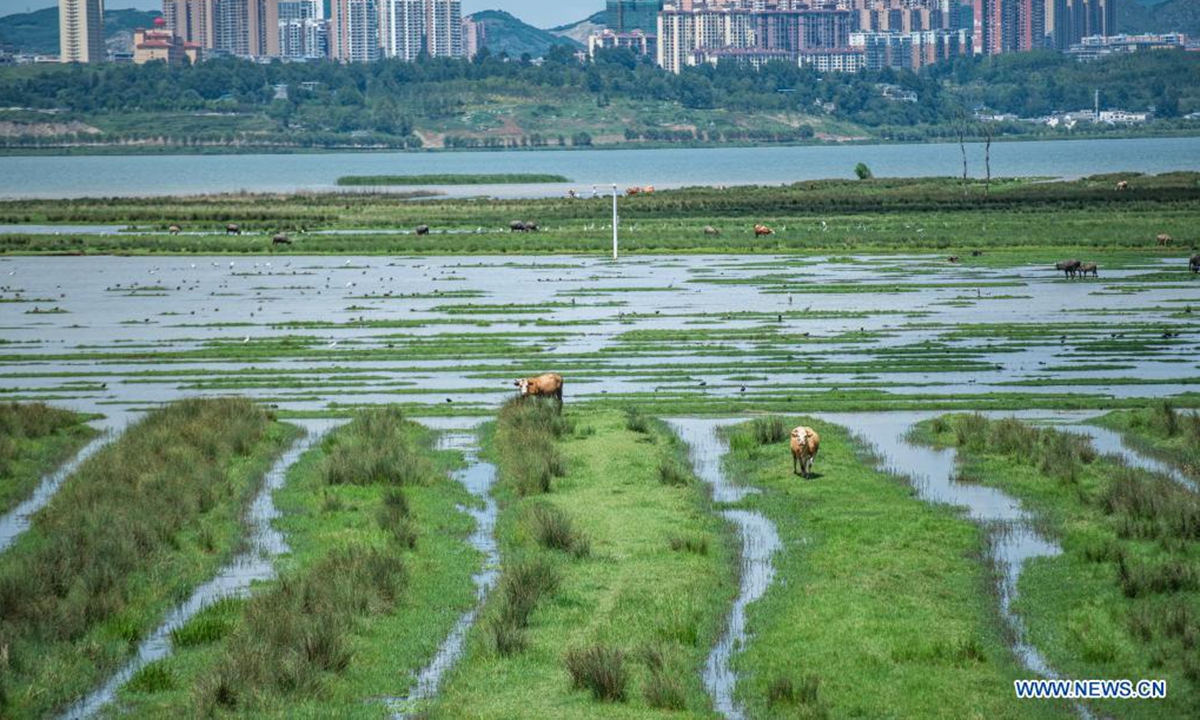 Aerial photo taken on July 7, 2021 shows the Caohai National Nature Reserve in the Yi, Hui and Miao Autonomous County of Weining, southwest China's Guizhou Province. (Xinhua/Tao Liang)