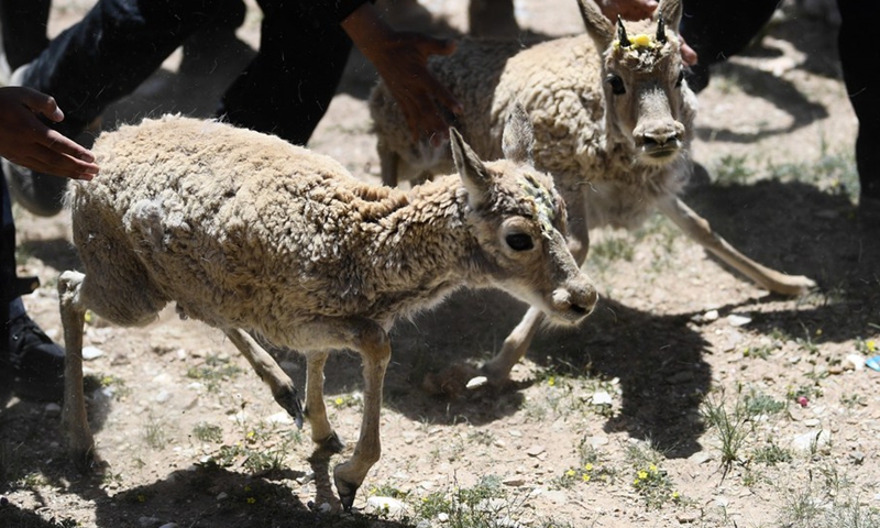 Tibetan antelopes are released into the wild at a wildlife rescue center of the Sonam Dargye Protection Station in Hoh Xil, northwest China's Qinghai Province, July 7, 2021.(Photo: Xinhua)