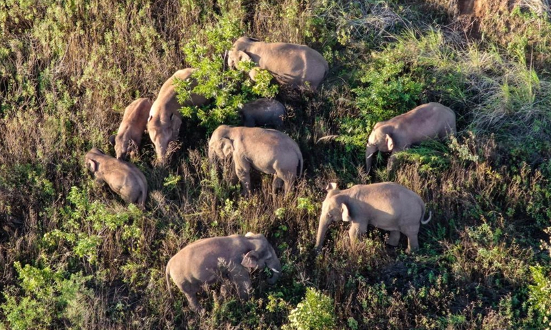 Aerial video clip taken on June 20, 2021 shows the Asian elephants in Dalongtan Township of Eshan County, Yuxi City of southwest China's Yunnan Province.Photo:Xinhua